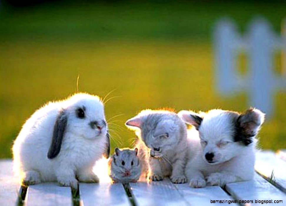 Image gallery for  desktop wallpaper baby animals Image gallery for  desktop wallpaper baby animals