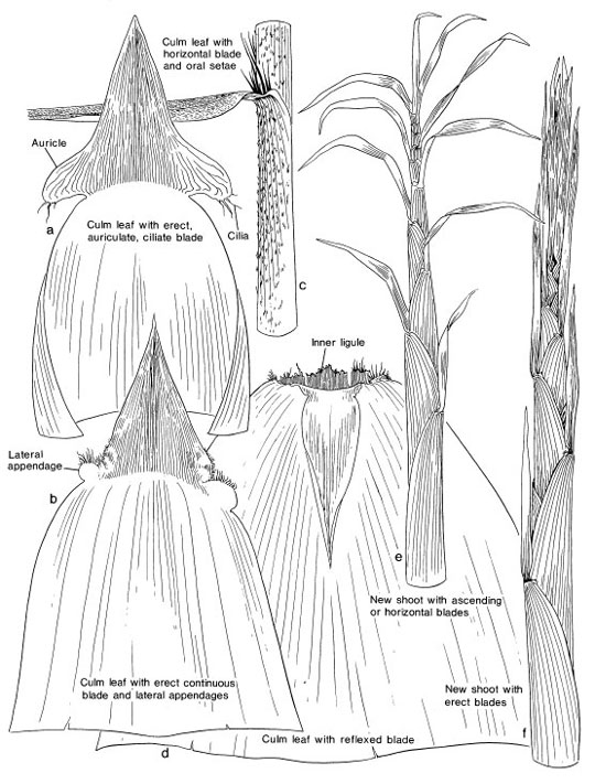 Why Bamboo IDENTIFYING BAMBOOS ACCORDING TO PHYSICAL APPEARANCE