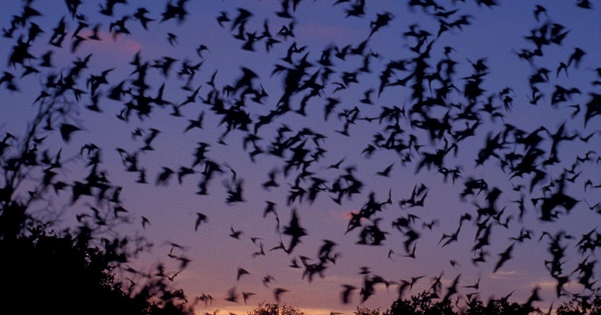 Something Most Dreadful Bizarre News Rabid Bat Bites Man And His Dog