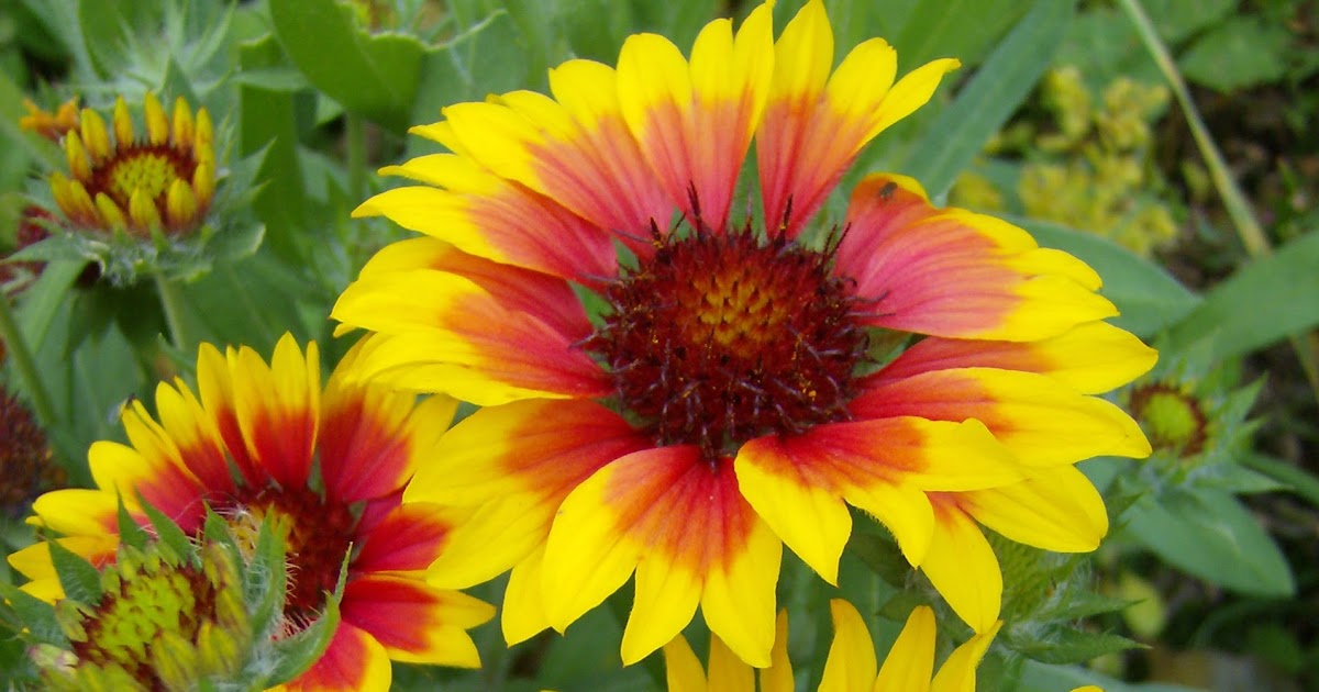 Love My Garden Gaillardia aristata (Gaillardia grandiflora)