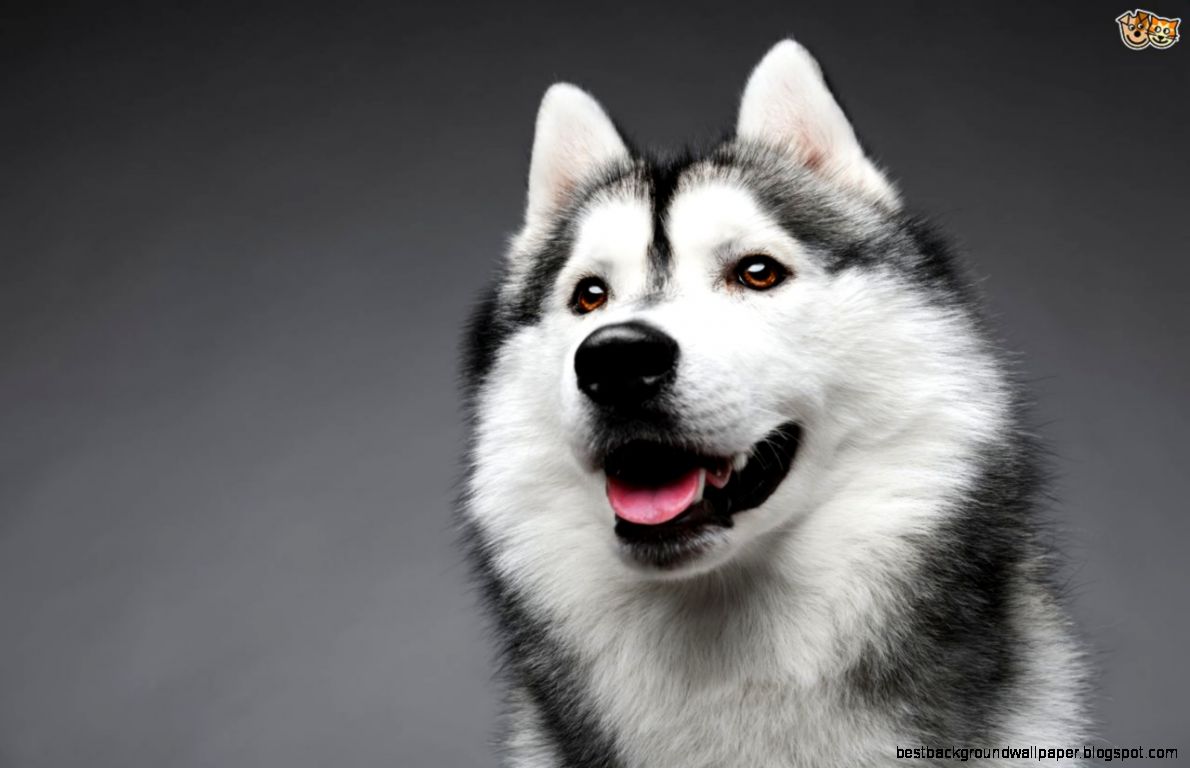 Siberian Husky Dog Breed Information Facts Photos Care Pets4Homes Siberian Husky Dog Breed Information Facts Photos Care Pets4Homes