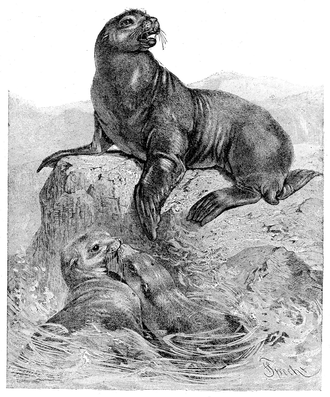 Clip Art Designs, Vector Clip Art Graghic: Free Vintage Animal Graphic:  Black and White Illustration of 3 Sea Lions