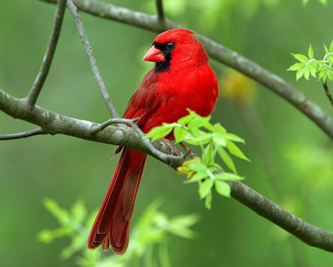 photos 99 blogspot com bird high quality wallpaper download photos 99 blogspot com bird high quality wallpaper download