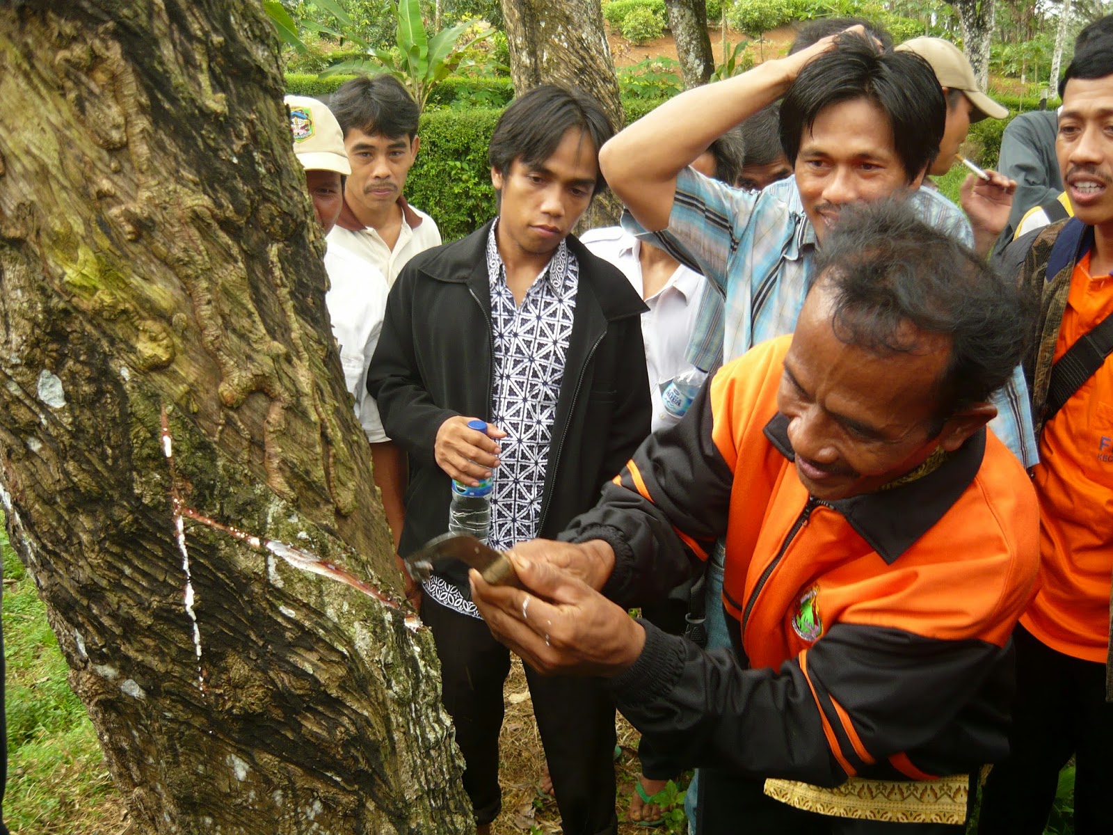 Cara Menyadap Karet yang Benar