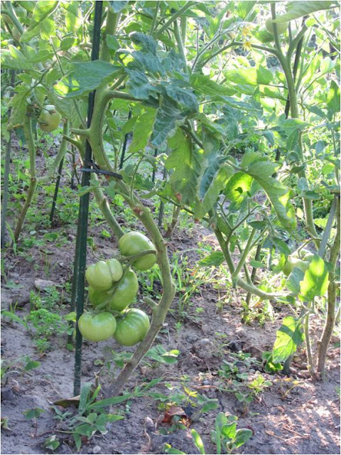 Cacho de tomates em formação