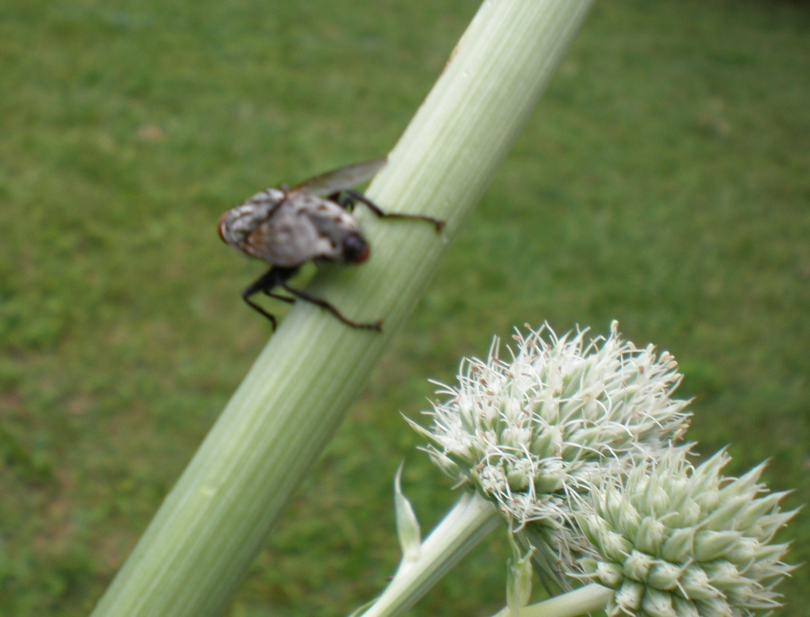 Rattlesnake Master Pollinator Information