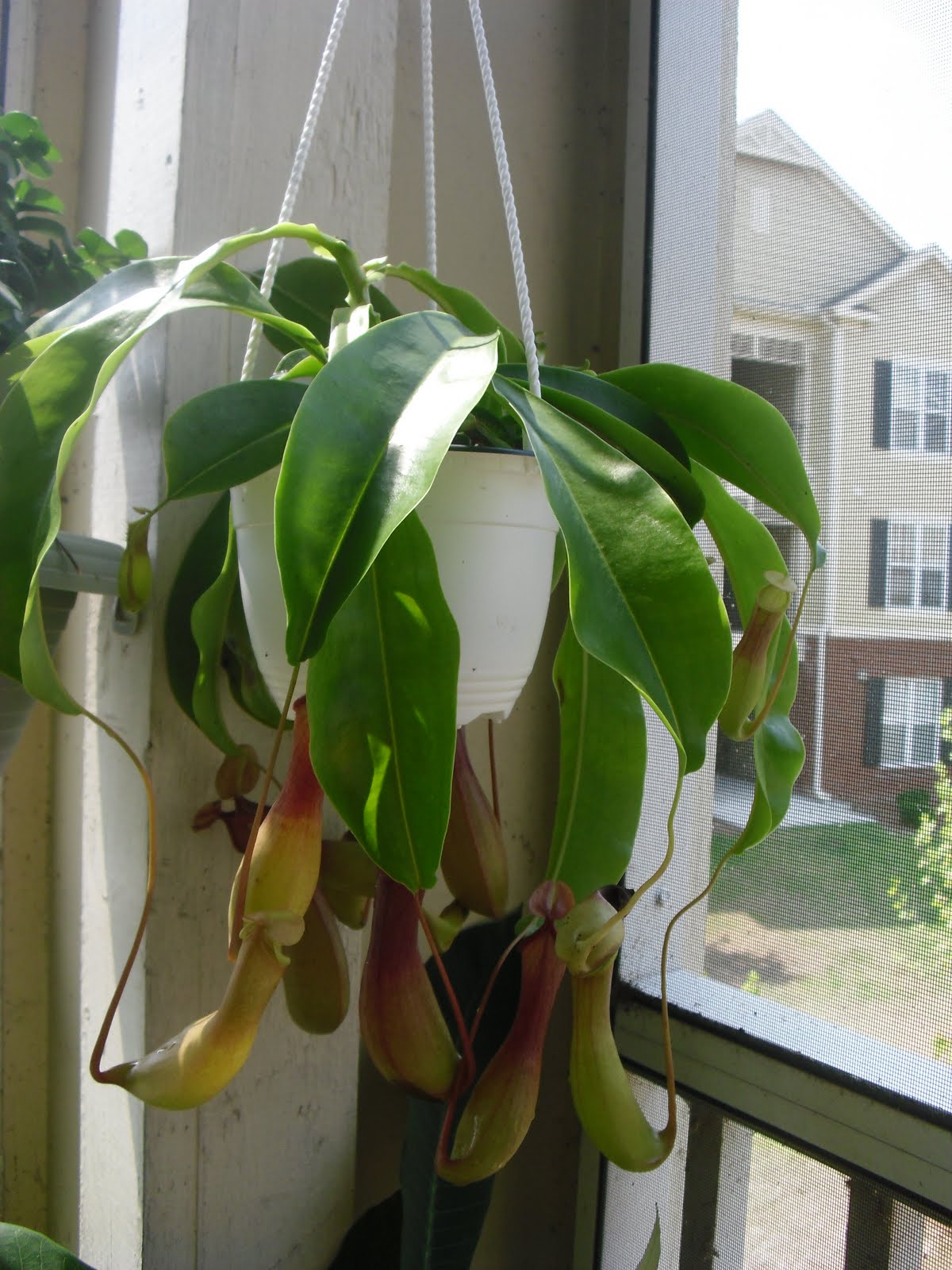 Dia�s Garden Style Growing Pitcher Plant, Nephentes