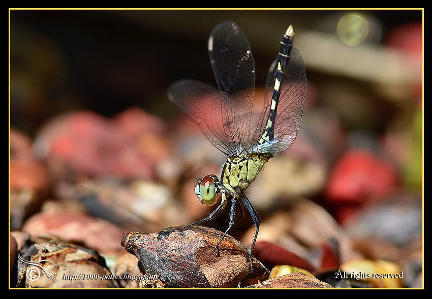 Diplacodes trivialis - http://1000-pattes.blogspot.com/