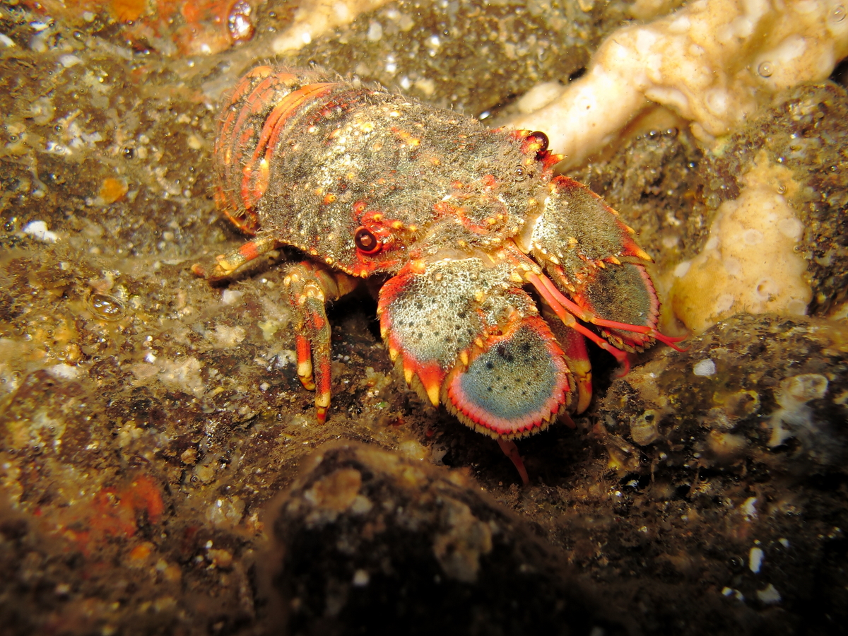 Capturing the Moment Five Graves Night Dive, Maui