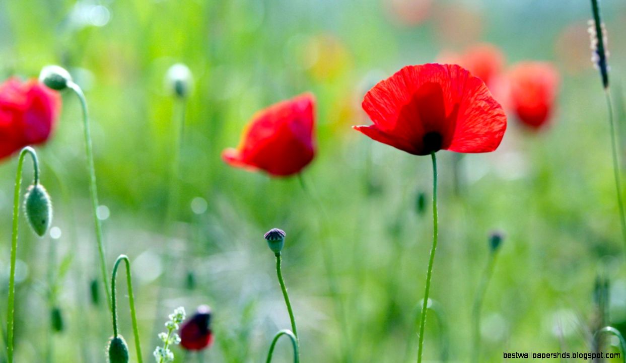 Beautiful poppies HD wallpapers 1366×768 07 Catch Cool and Beautiful poppies HD wallpapers 1366×768 07 Catch Cool and