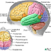 Misteri Otak Besar  Adalah Organ Yang Paling Membingungkan