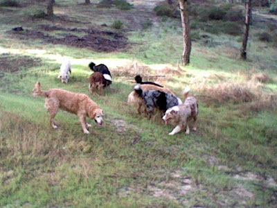 australian shepherd and golden retriever