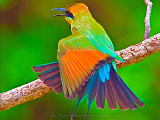 HD lovely birds wallpapers | full hd Wallpapers