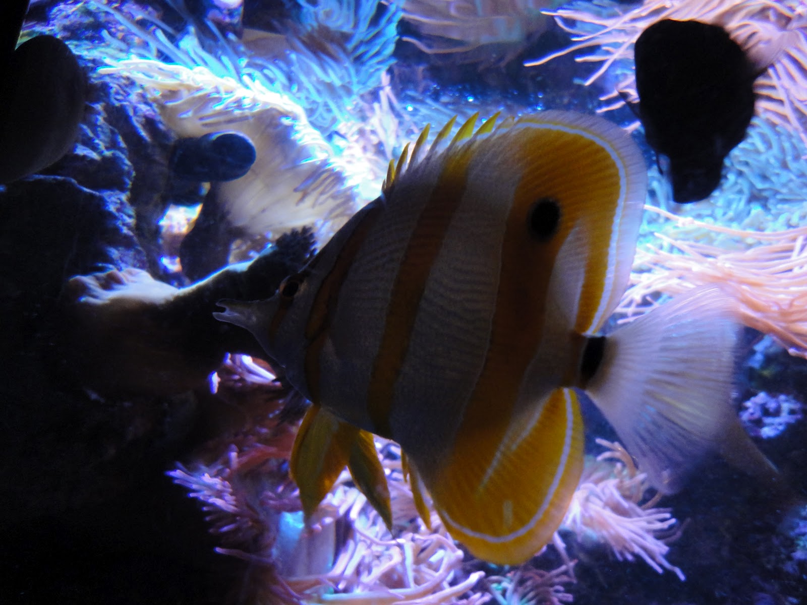 Life as we know it: Kingdom Animalia Vertebrates