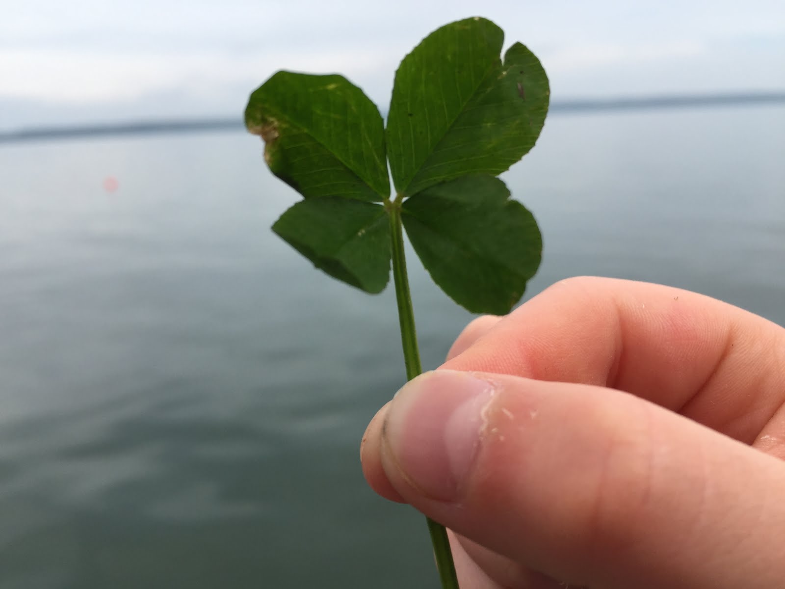 Second Four Leaf Clover July 2019