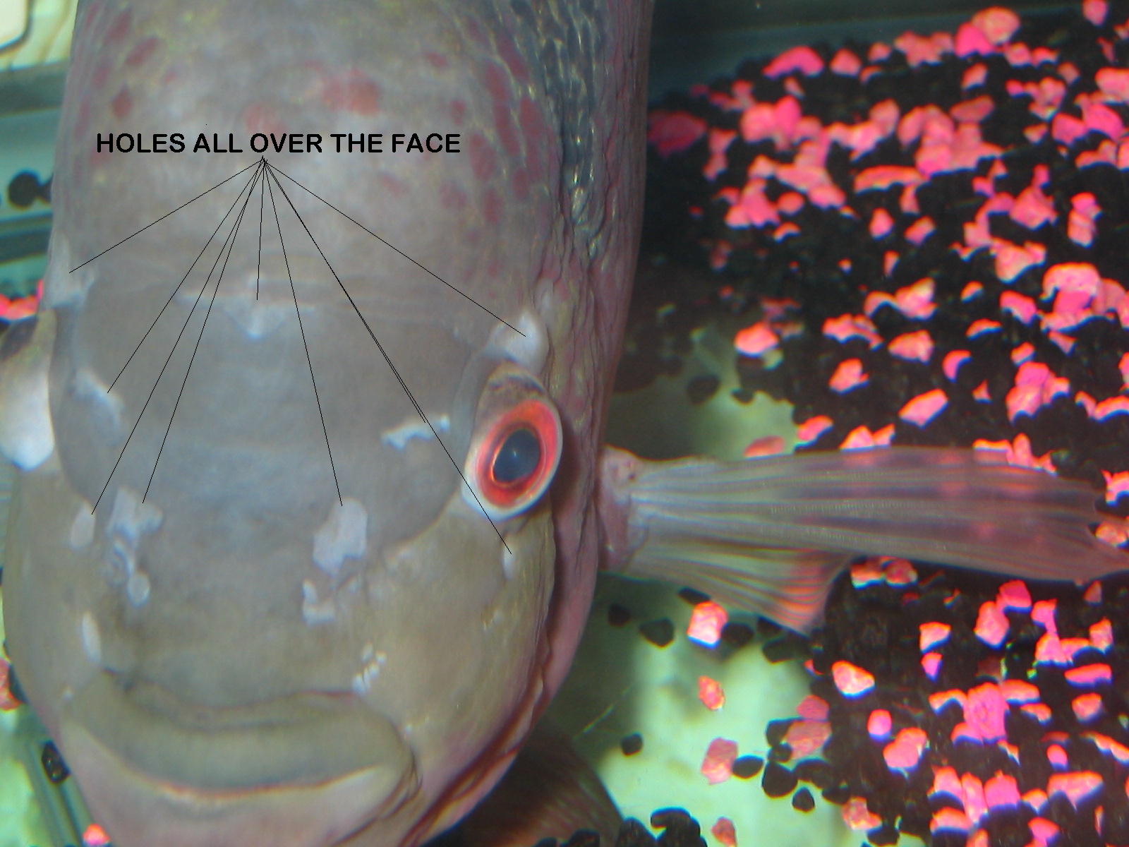 Flowerhorn The Hybrid Cichlids: Flowerhorn Diseases