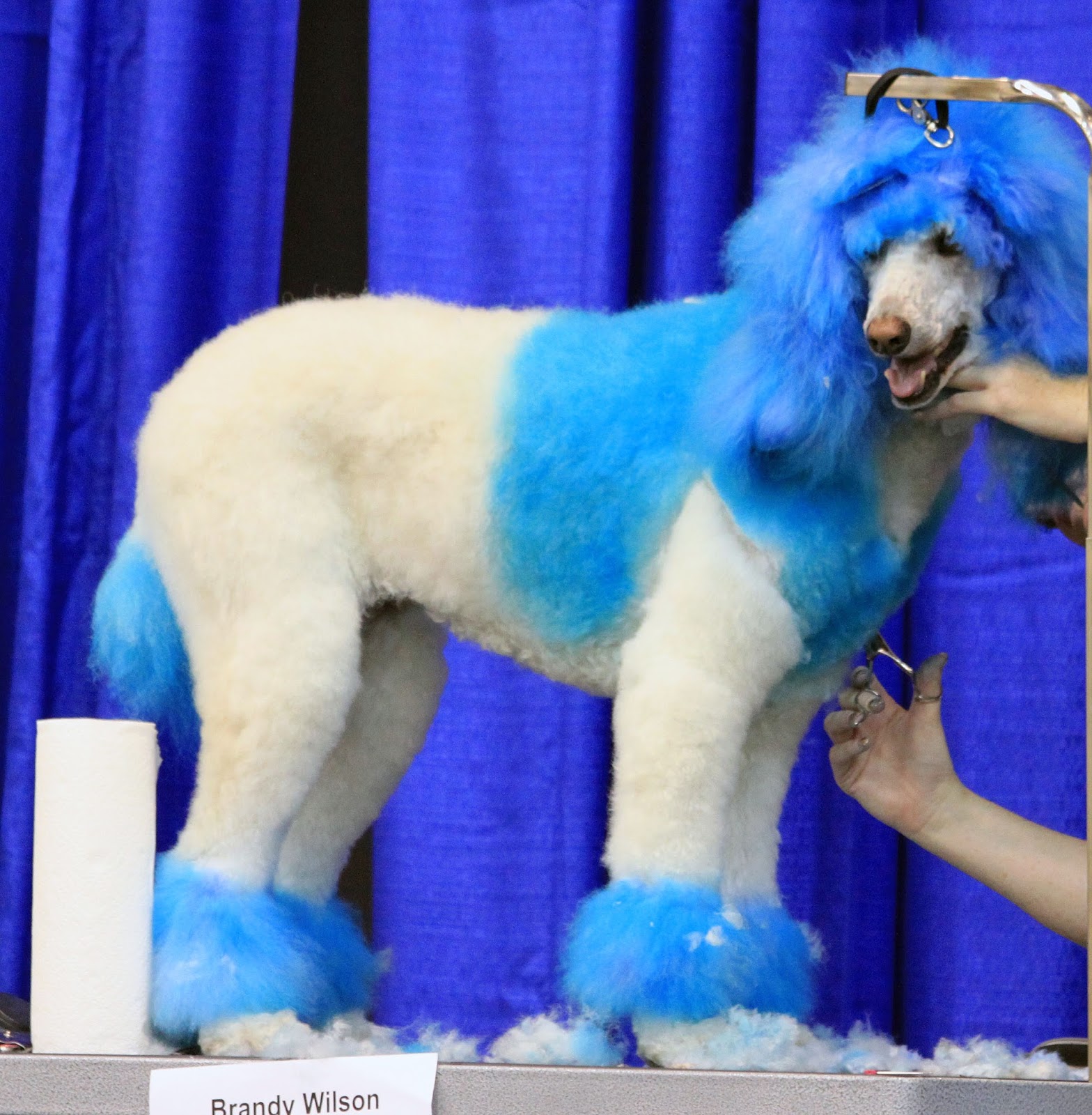 Pet Grooming The Good, The Bad, & The Furry Creative Grooming Hershey 2015