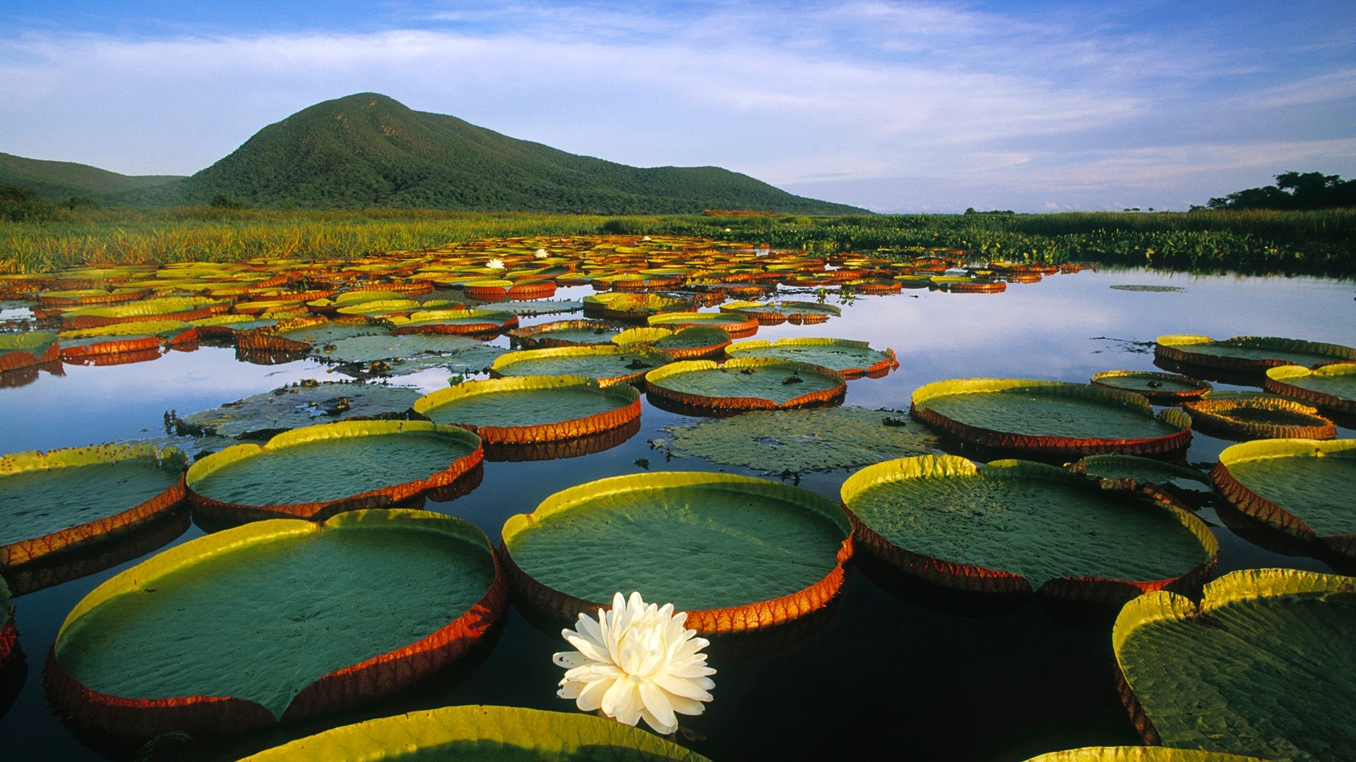 http://3.bp.blogspot.com/-oJmUyFcYwk8/UG6EyZrnDJI/AAAAAAAALZk/WRKydD4zUDU/s0/water-lilies-2-1920x1080.jpg