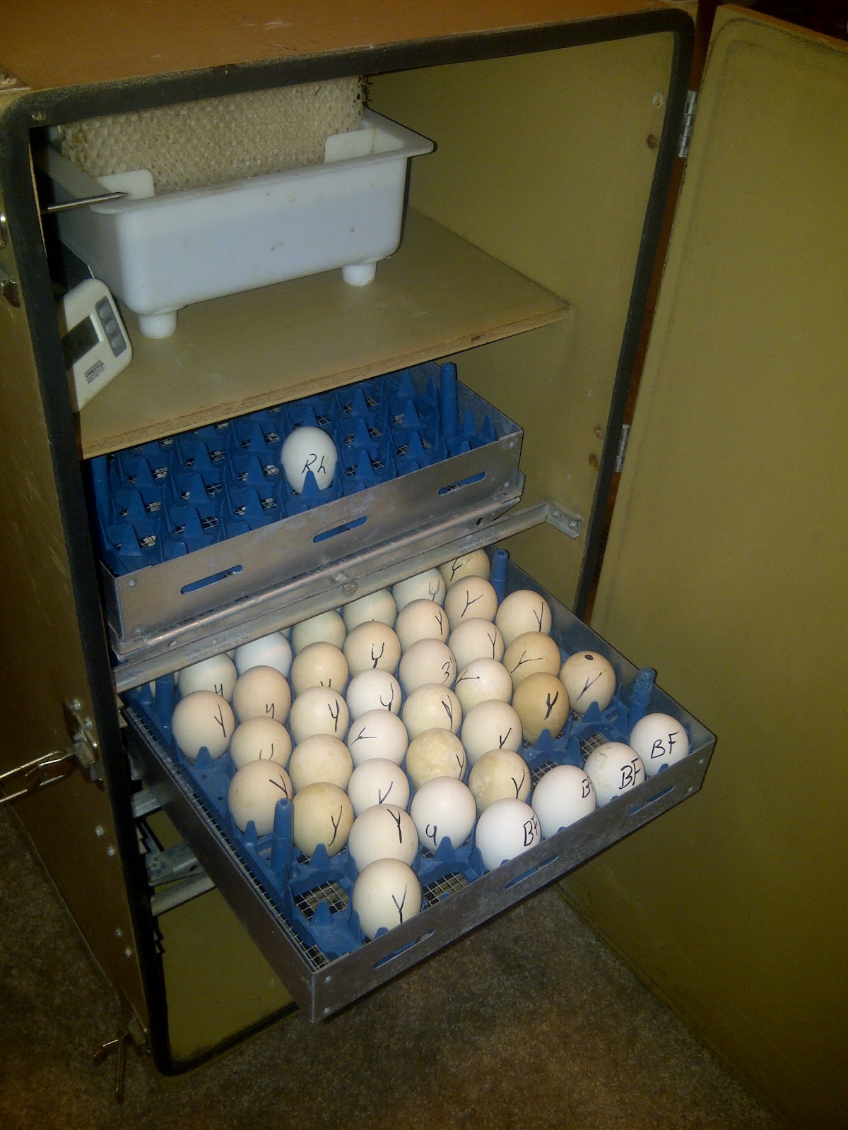 Keeping Chickens Artificial Incubation