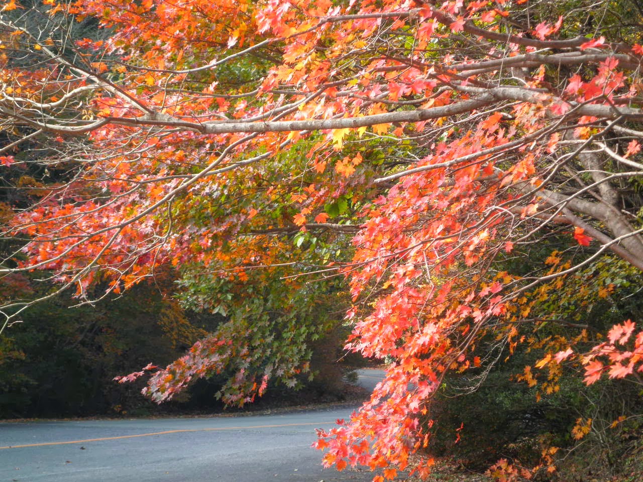 一日一花 海の見える丘から 久住高原ロードパーク