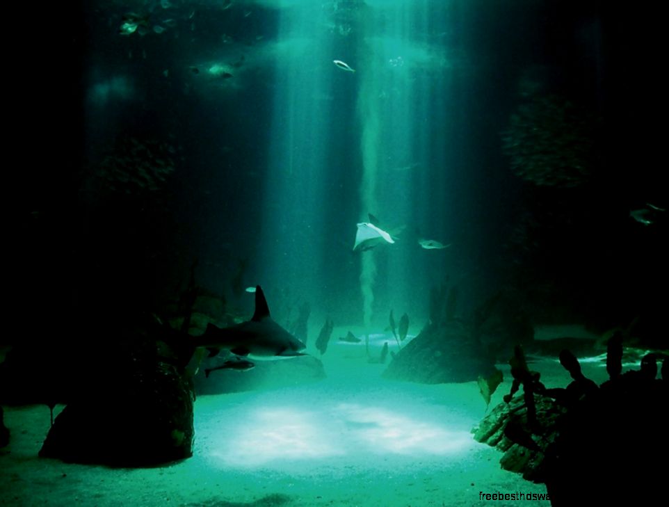 trololo blogg Underwater Desktop Wallpaper Hd trololo blogg Underwater Desktop Wallpaper Hd