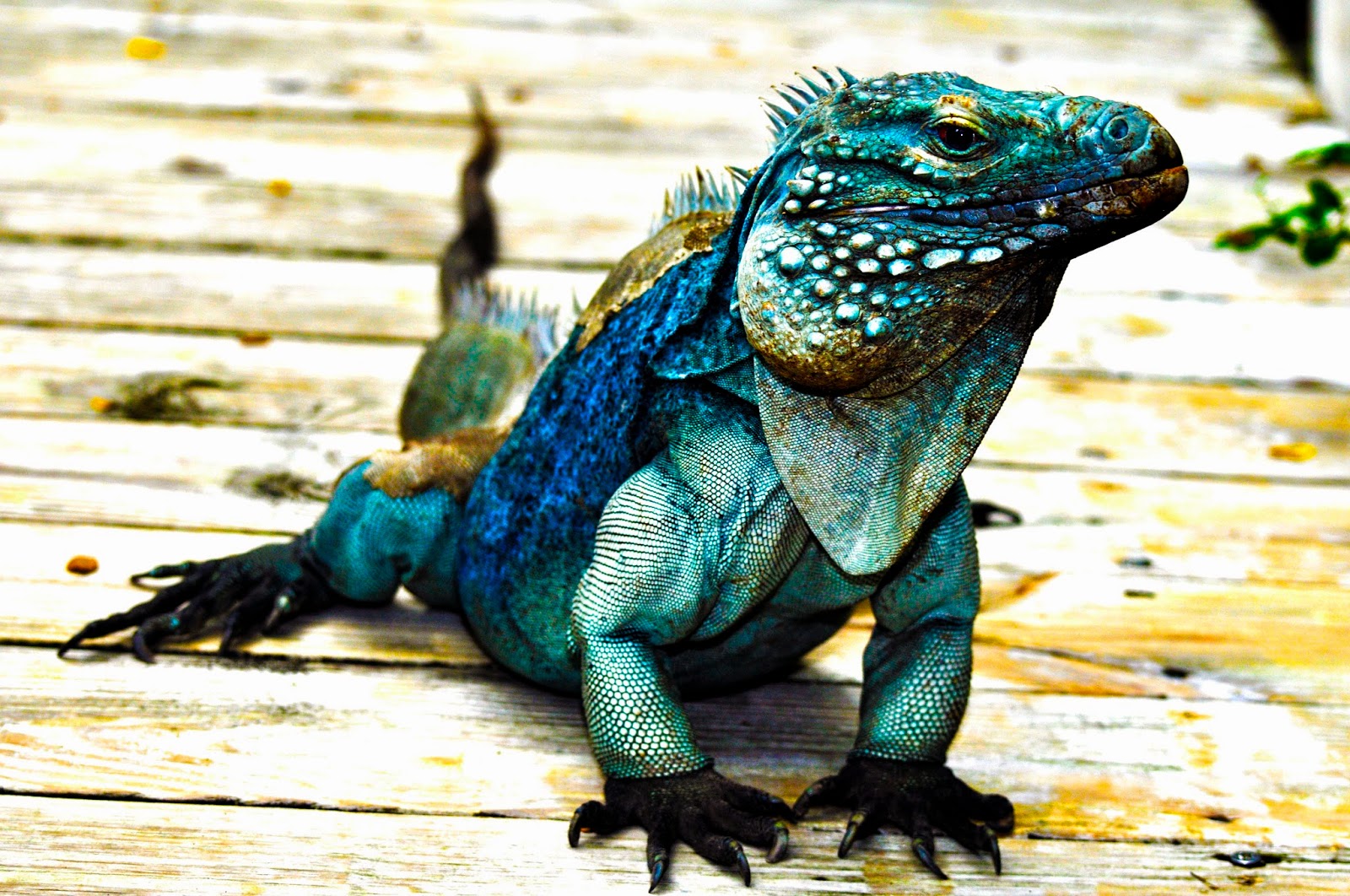 Tony Walton Blue Iguana Grand Cayman