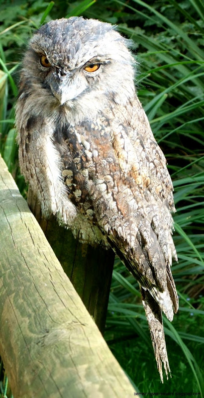 ShukerNature PORTRAITS OF A POTOO – NEITHER AN AVIAN ALIEN NOR ShukerNature PORTRAITS OF A POTOO – NEITHER AN AVIAN ALIEN NOR