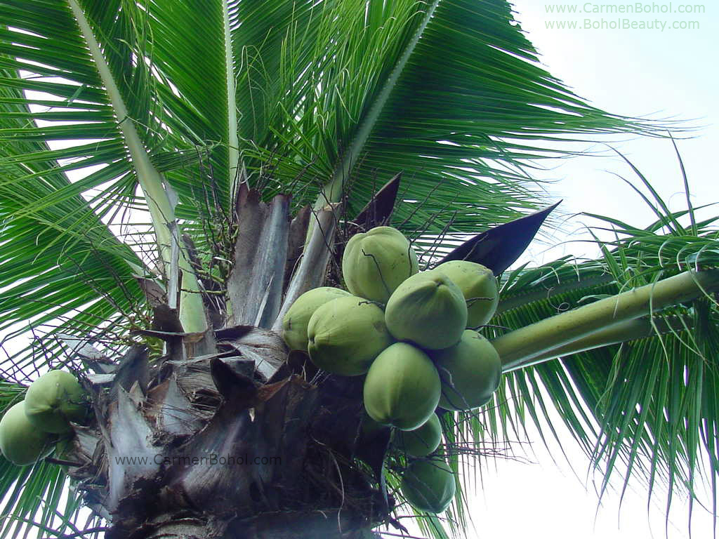 Bohol Beauty: A Coconut Tree