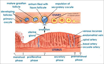 Menstrual Cycle Process