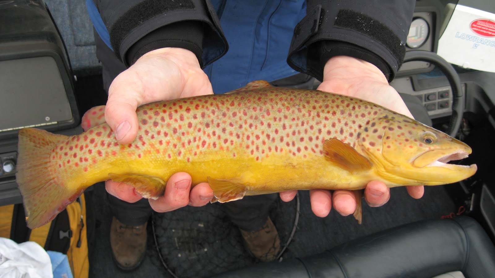 Forever Fishing Washington State Trout Anyone?
