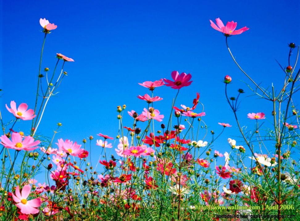Purple Spring Flowers Wallpaper Color 1920x1080PX Spring Flowers Purple Spring Flowers Wallpaper Color 1920x1080PX Spring Flowers