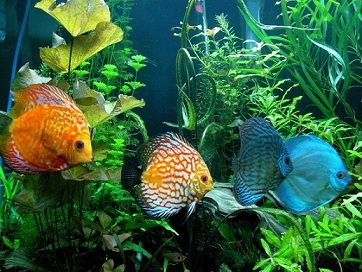 Selain Sebagai Peliharaan Yang Lucu Ikan Juga Seringkali Dipercaya Selain Sebagai Peliharaan Yang Lucu Ikan Juga Seringkali Dipercaya