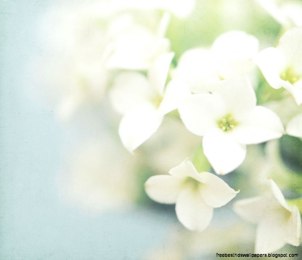 white flowers images white flowers images