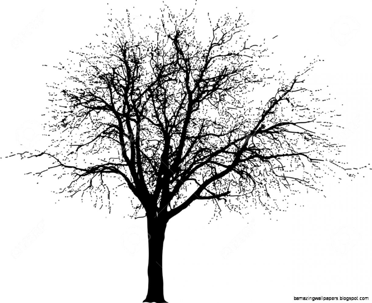Drawing Of The Winter Tree Royalty Free Cliparts Vectors Drawing Of The Winter Tree Royalty Free Cliparts Vectors