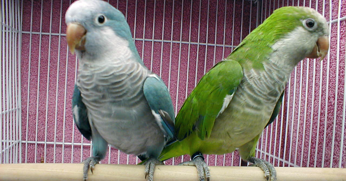 Blue Quaker Parrots: Quaker Parrot Color Variations