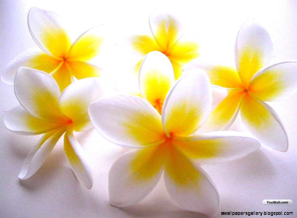 Wallpapers Collection «White Flowers Wallpapers» Wallpapers Collection «White Flowers Wallpapers»