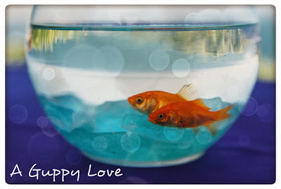 A guppy love - fishbowl with two goldfish swimming