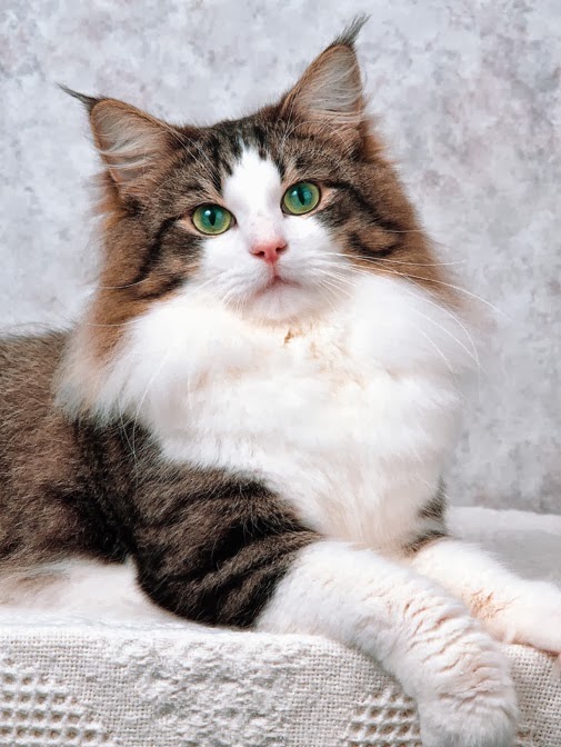 Norwegian Forest Cat History Annie Many