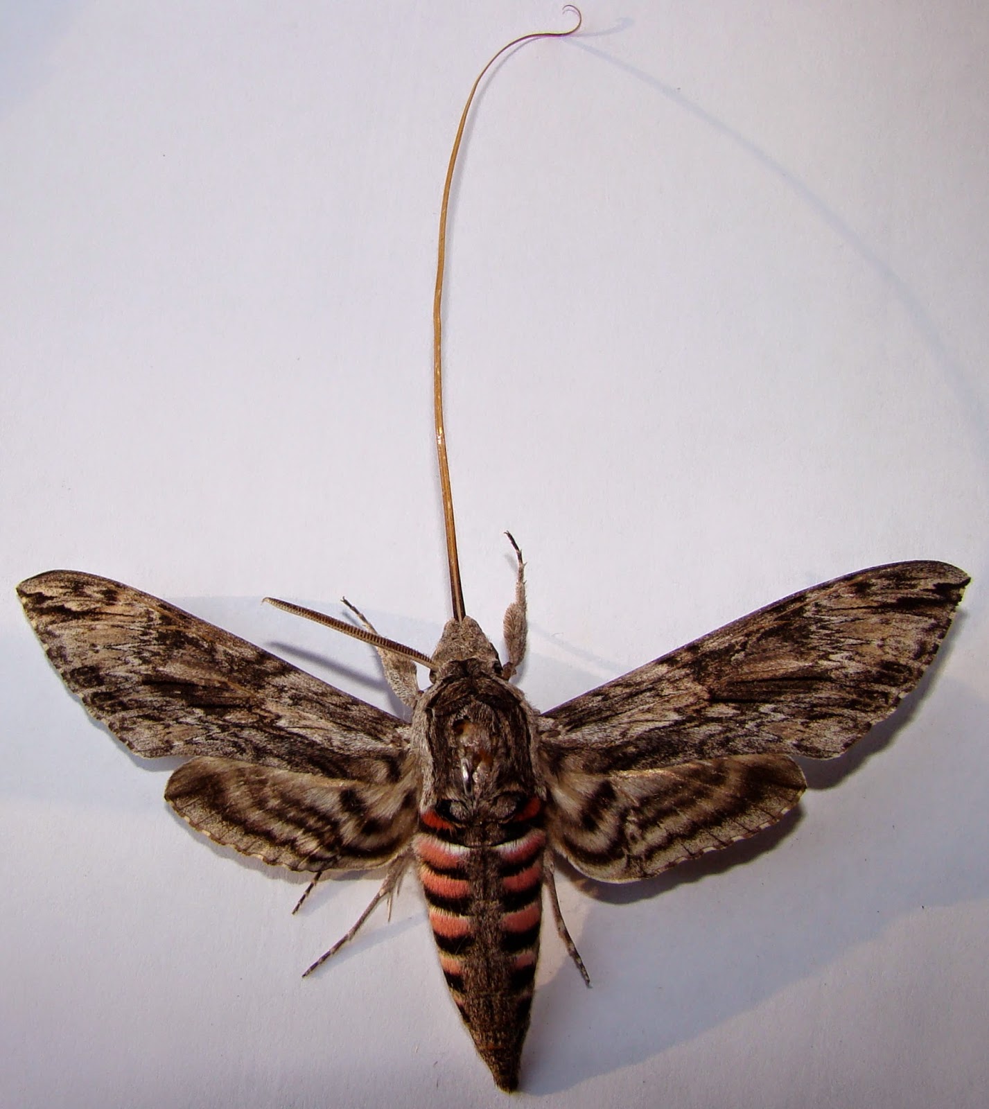 Ostoja Tupai Kwiaty Motylowe I Cmie Entomogamia Odslona Pierwsza