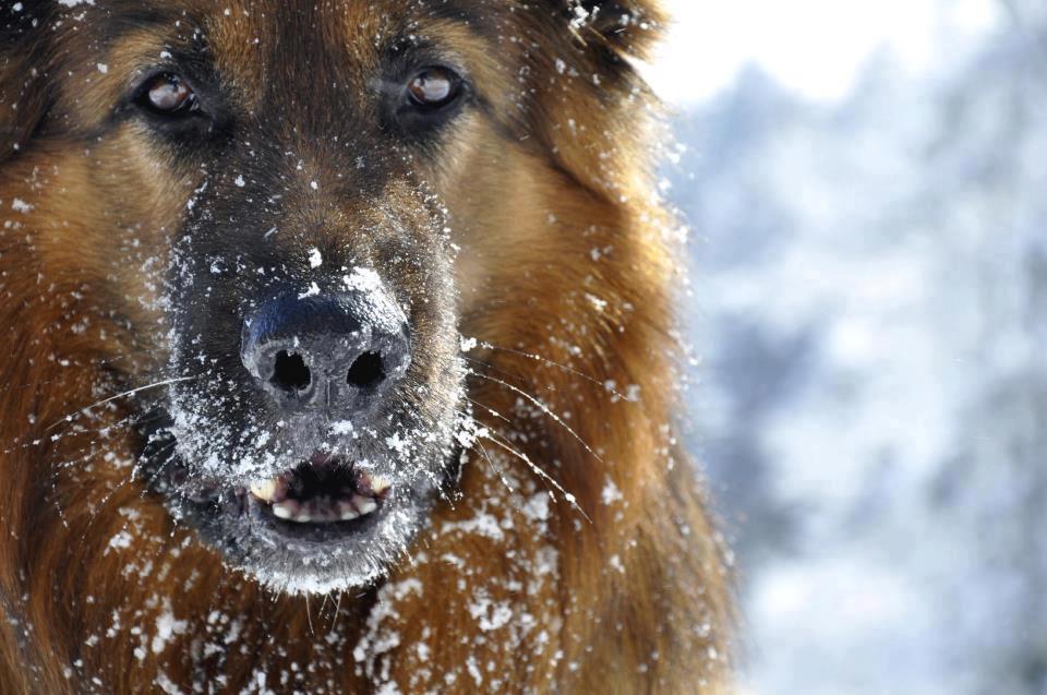 Suitable Temperature For a German Shepherd Annie Many