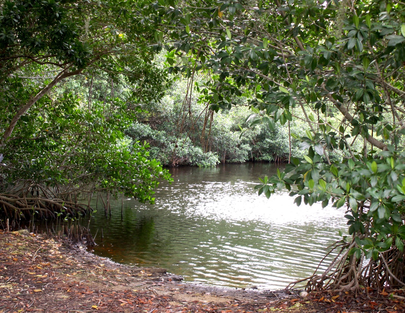 Mangrove Trees in Florida Everglades Mangrove Trees in Florida Everglades