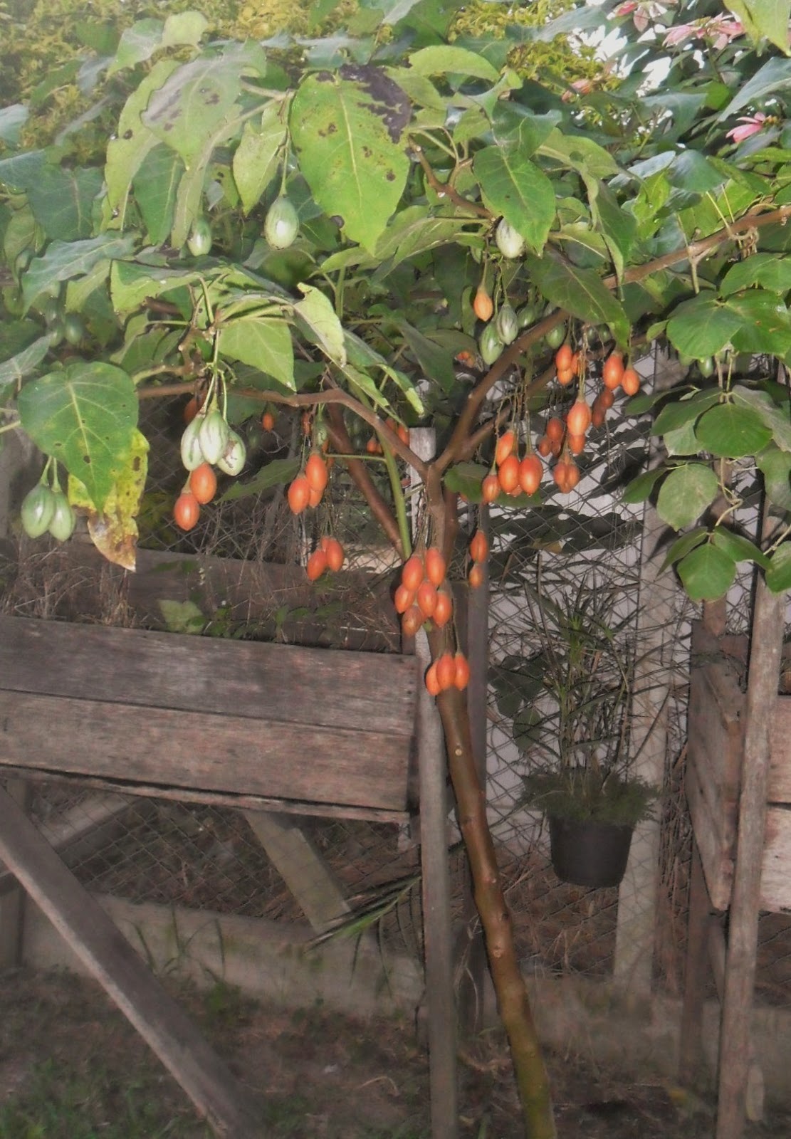 TAMARILHO/TOMATE INGLÊS –