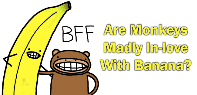 Are Monkeys Madly In-love With Banana? Are Monkeys Madly In-love With Banana?