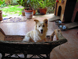 Ariel, il nuovo arrivato...adorabile piccola peste che gioca tutto il giorno a palla o fa le buche