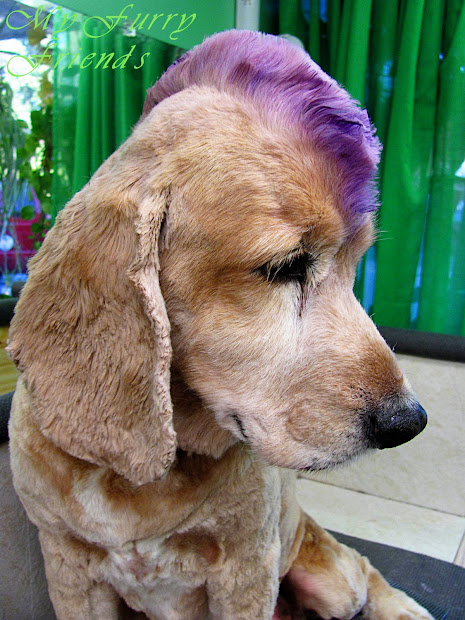 pet grooming good bad