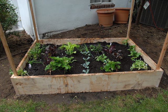 Living Livelier: Building a Raised Veggie Garden Bed