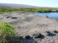 Giant Galapagos Tortoise Nests at Urbina Bay, Isabela Island, Galapagos