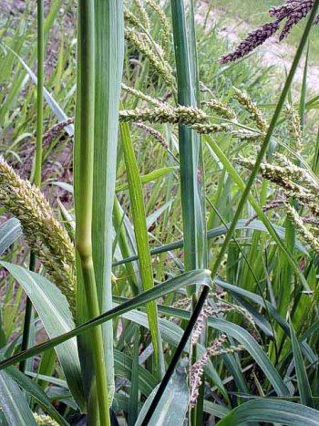 Agrostologia Y Zootecnia Gramineas Clima Medio Y Calido