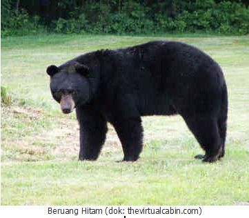 beruang hitam