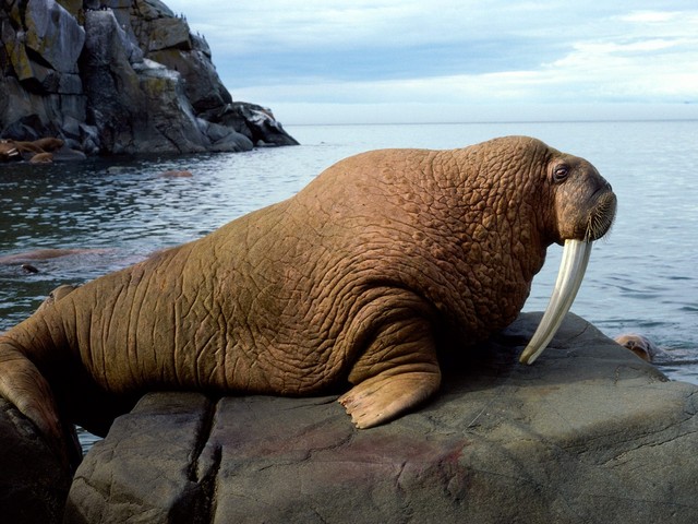 Dangerous of Wild Animals: Walrus